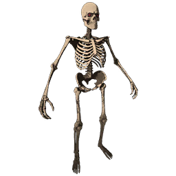 Skeleton Costume Skin