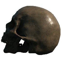 Skull (Left Facing Jaw Offset)