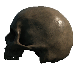 Skull (Left Facing No Jaw)