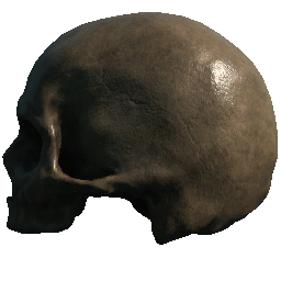 Skull (Left Facing No Jaw or Teeth)