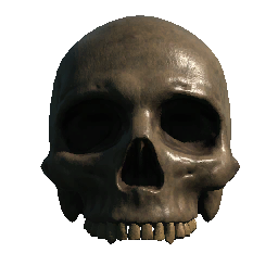 Skull (No Jaw)