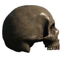 Skull (Right Facing No Jaw)