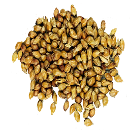 Sorghum Seed (Primitive Plus)