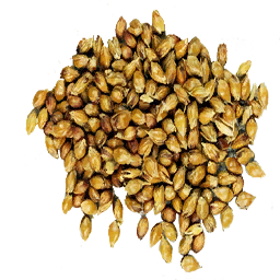 Sorghum Seed