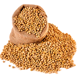 Soybean Seed (Primitive Plus)