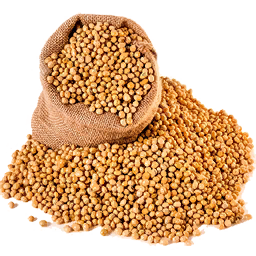 Soybean Seed