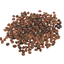 Spinach Seed (Primitive Plus)