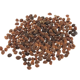 Spinach Seed