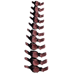 Spine