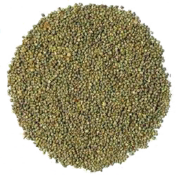 Sugarcane Seed (Primitive Plus)