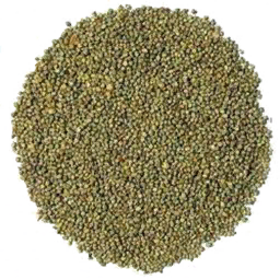 Sugarcane Seed