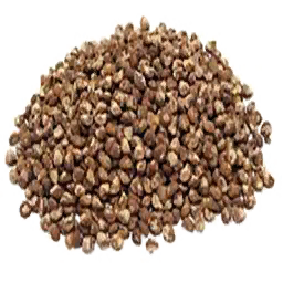 Tobacco Seed (Primitive Plus)