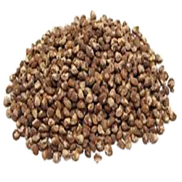 Tobacco Seed