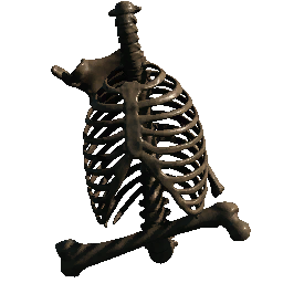 Upper Torso