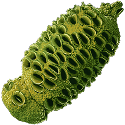 Verdberry Seed