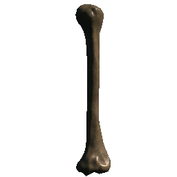 Vertebrae