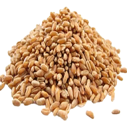 Wheat Seed (Primitive Plus)