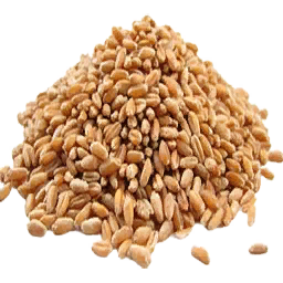 Wheat Seed
