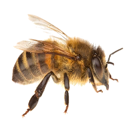 Worker Bee
