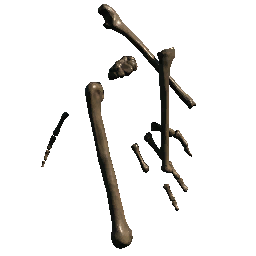 Bones 2