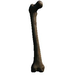 Femur (Variant 01)
