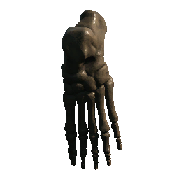 Femur 2