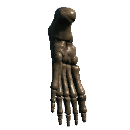 Femur 3