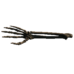 Forearm 2