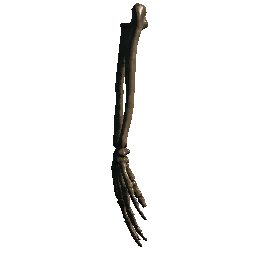 Forearm 3