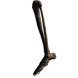 Half Leg (Variant 01)