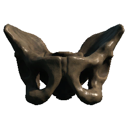 Pelvis (Variant 01)