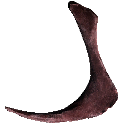 Raptor Pelvis