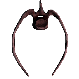 Raptor Vertebrae