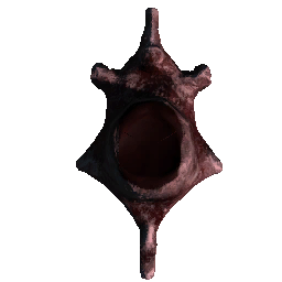Rex Vertebrae 2