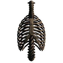 Ribcage (Variant 01)
