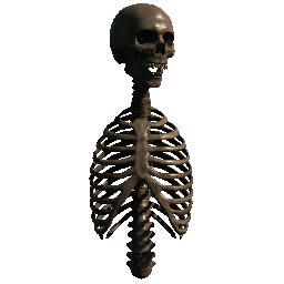 Upper Torso (Variant 01)