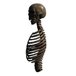 Upper Torso 2