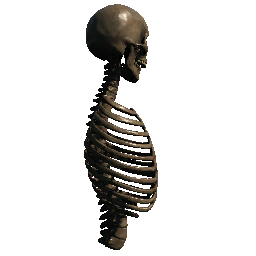 Upper Torso 3