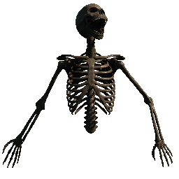Upper Torso 4